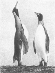 1 Pingüino Rey- Península Antartica